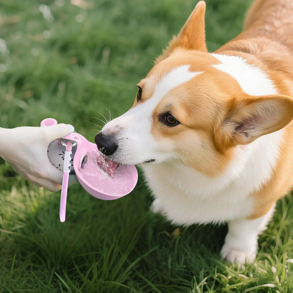 Gourde Nomade Anti-Fuite pour Petit Chien - Inox et Silicone 2-en-1