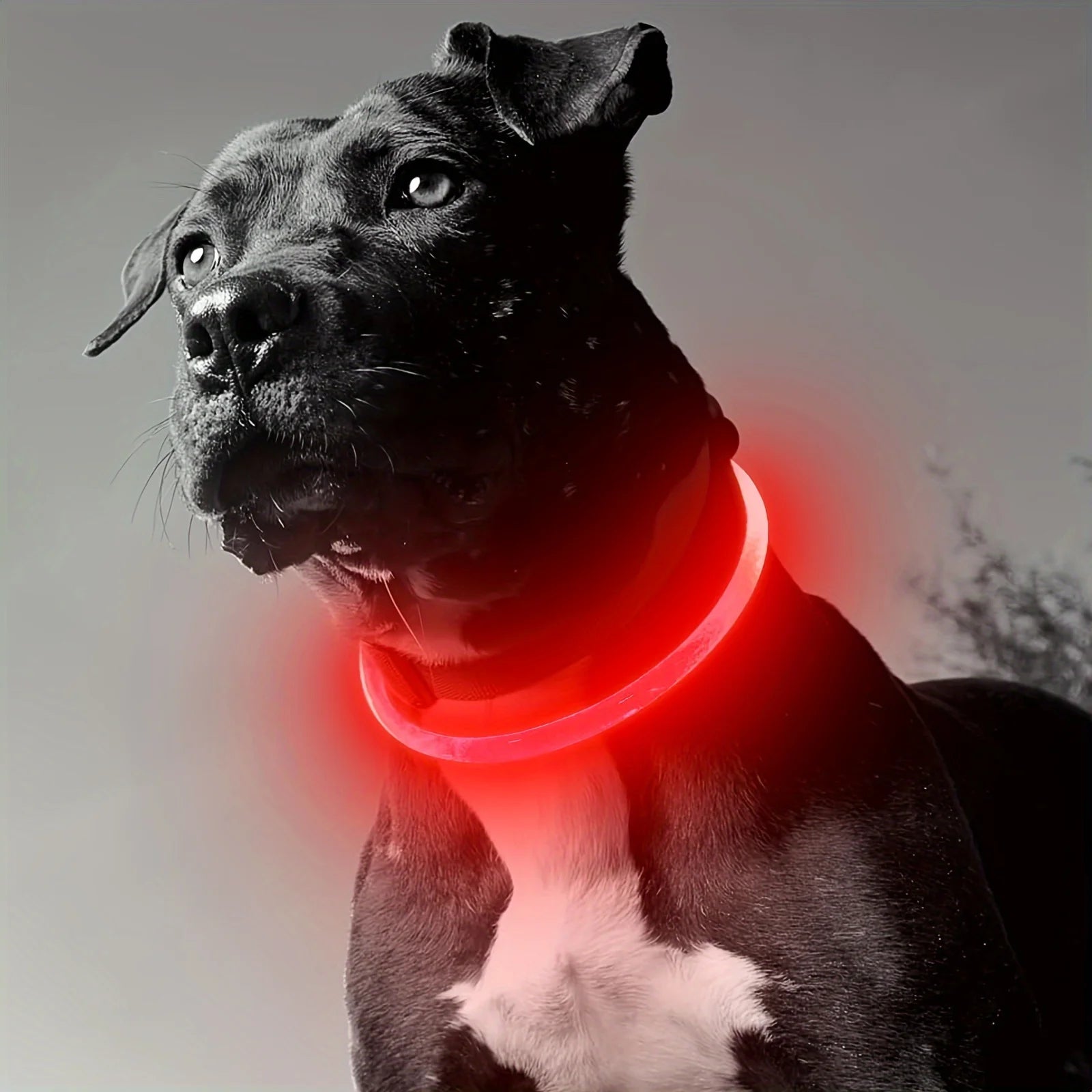 Collier Lumineux Rechargeable USB pour Chien - Visibilité Nocturne